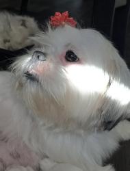 Lost Female Dog last seen Wilson St and Orange Av, Rialto, CA 92376