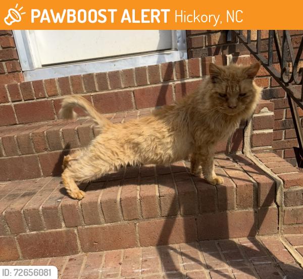 Found/Stray Male Cat last seen Old Shelby Rd, Hickory, NC 28602