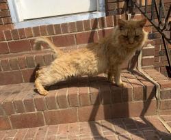 Found/Stray Male Cat last seen Old Shelby Rd, Hickory, NC 28602