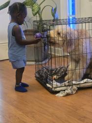 Lost Male Dog last seen 724A county road Guntown , Guntown, MS 38849