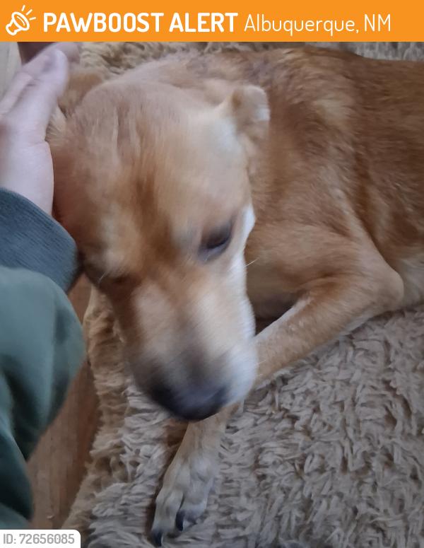 Found/Stray Female Dog last seen Unser and Tierra Pintada , Albuquerque, NM 87120