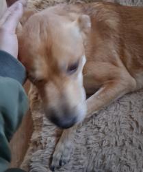 Found/Stray Female Dog last seen Unser and Tierra Pintada , Albuquerque, NM 87120