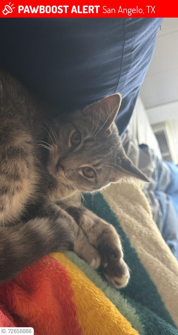 Lost Male Cat last seen sherwood way and s park st, San Angelo, TX 76904