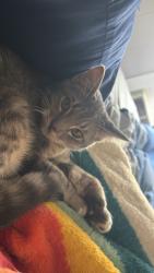 Lost Male Cat last seen sherwood way and s park st, San Angelo, TX 76904