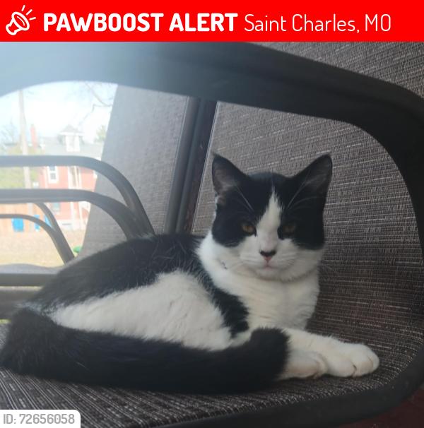 Lost Male Cat last seen Madison Street, St.Charles Missouri , Saint Charles, MO 63301