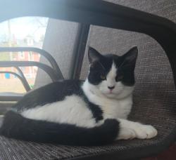Lost Male Cat last seen Madison Street, St.Charles Missouri , Saint Charles, MO 63301
