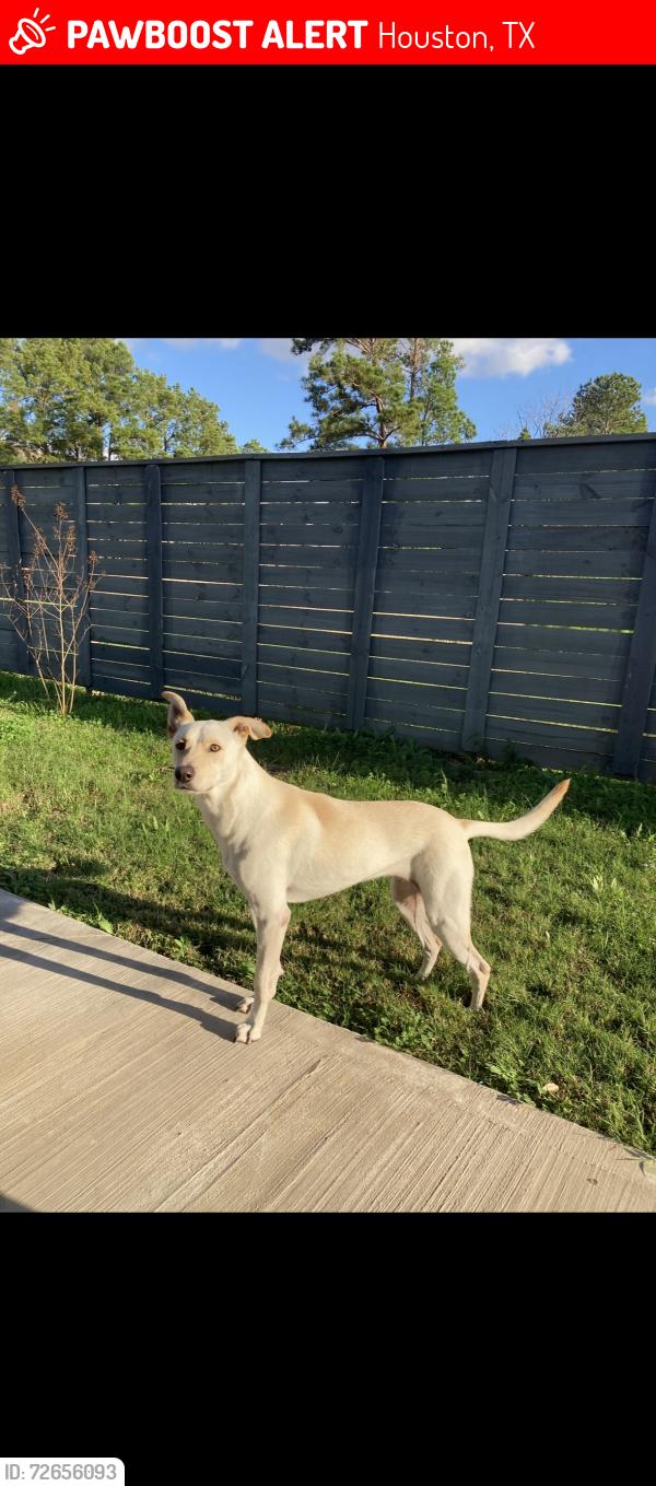 Lost Female Dog last seen hotels on the street by express inn hotel, Houston, TX 77090