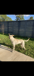 Lost Female Dog last seen hotels on the street by express inn hotel, Houston, TX 77090