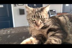 Lost Female Cat last seen Oswald Rd. Yuba City, Sutter County, CA 95993