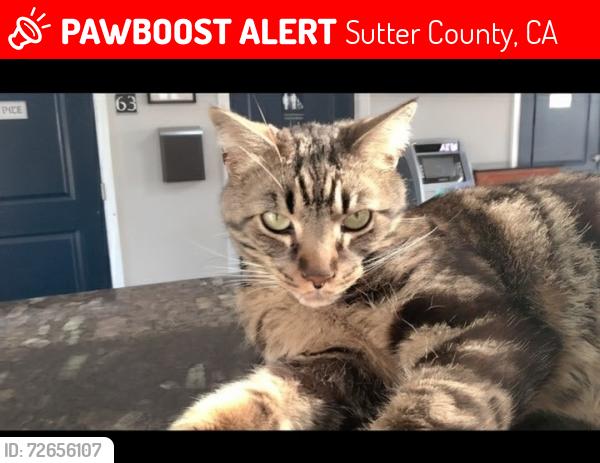 Lost Female Cat last seen Oswald Rd. Yuba City, Sutter County, CA 95993