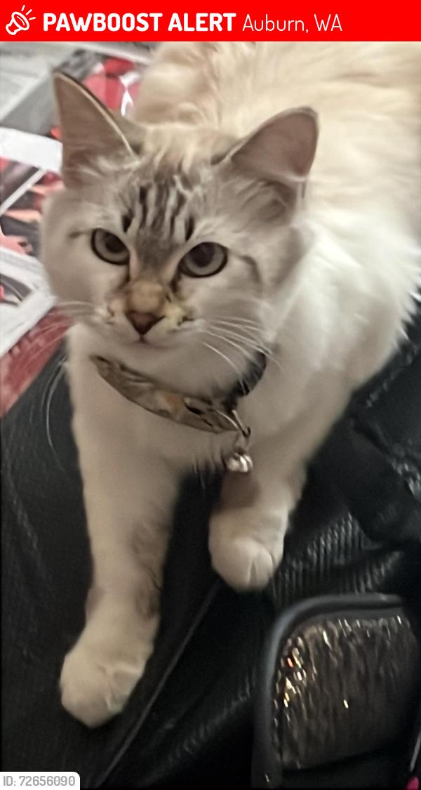 Lost Female Cat last seen Close to game farm park, Auburn, WA 98002