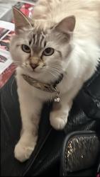 Lost Female Cat last seen Close to game farm park, Auburn, WA 98002
