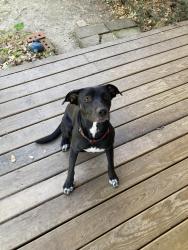 Found/Stray Male Dog last seen Walling and Main, Houston, TX 77008