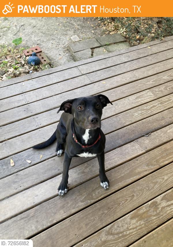Found/Stray Male Dog last seen Walling and Main, Houston, TX 77008