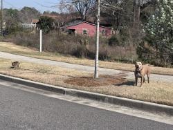 Found/Stray Male Dog last seen Wilderness Rd , Wilmington, NC 28412