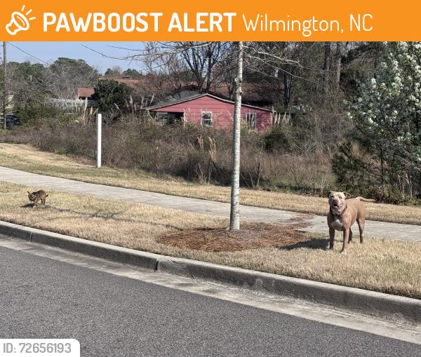 Found/Stray Male Dog last seen Wilderness Rd , Wilmington, NC 28412