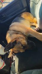 Found/Stray Male Dog last seen Charleston and Lindell, Las Vegas, NV 89146