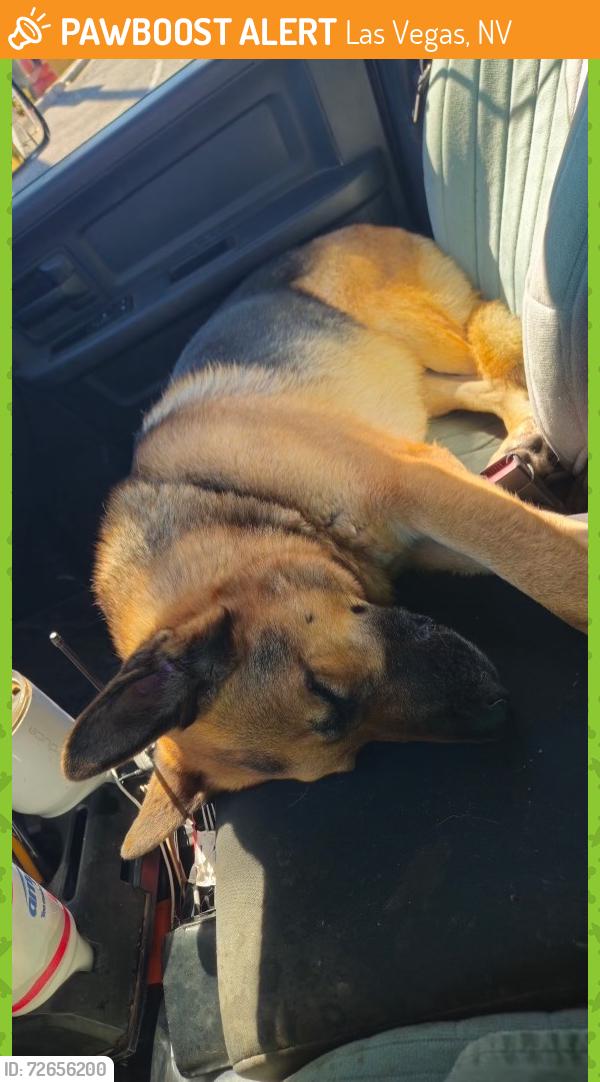 Found/Stray Male Dog last seen Charleston and Lindell, Las Vegas, NV 89146