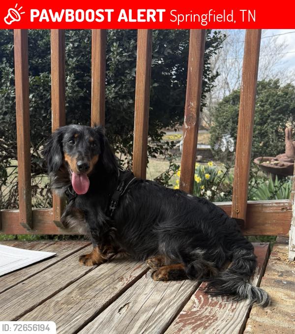 Lost Male Dog last seen In the woods across from Dollar General, Springfield, TN 37172