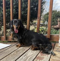 Lost Male Dog last seen In the woods across from Dollar General, Springfield, TN 37172