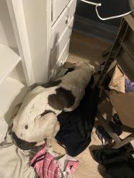 Found/Stray Male Dog last seen Broadway and west 78th street , Los Angeles, CA 90003