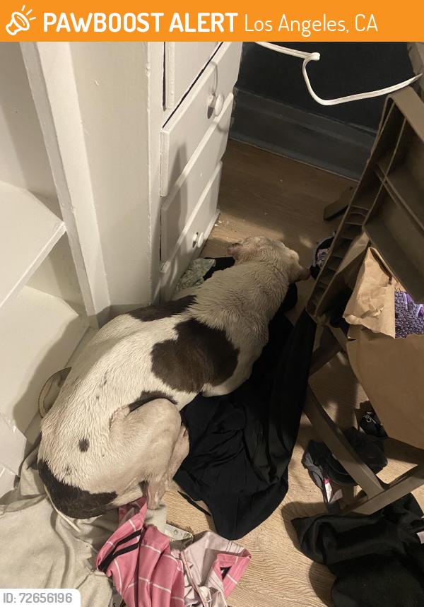 Found/Stray Male Dog last seen Broadway and west 78th street , Los Angeles, CA 90003