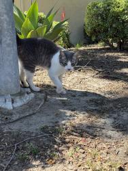 Found/Stray Unknown Cat last seen College and vista way, Oceanside, CA 92056
