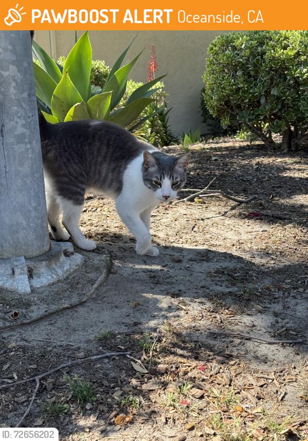 Found/Stray Unknown Cat last seen College and vista way, Oceanside, CA 92056