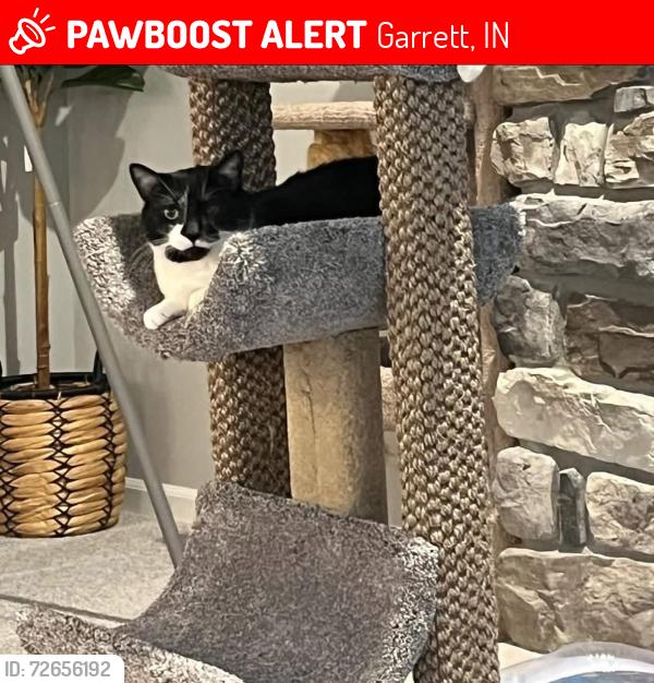 Lost Male Cat last seen countryside estates, Garrett, IN 46738