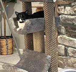 Lost Male Cat last seen countryside estates, Garrett, IN 46738