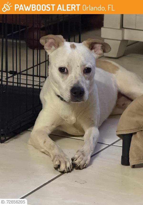 Found/Stray Male Dog last seen Lake Underhill and Econ , Orlando, FL 32825