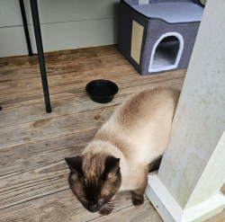 Found/Stray Male Cat last seen Silver City , Silver City, GA 30028