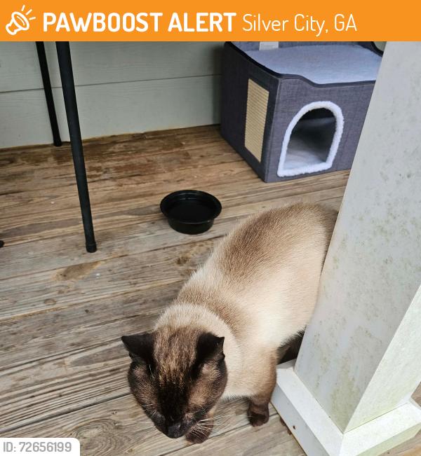 Found/Stray Male Cat last seen Silver City , Silver City, GA 30028