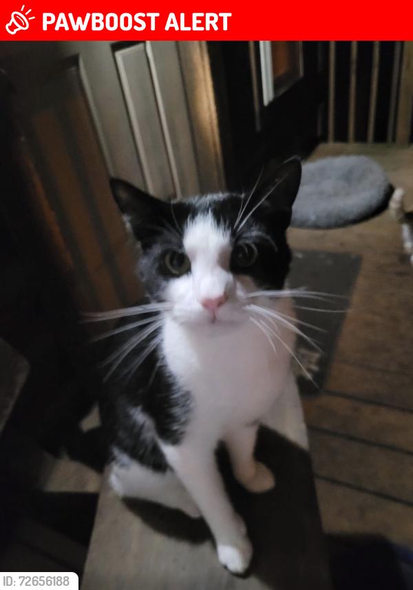 Lost Male Cat last seen Browning Rd, Enoree, Spartanburg County, SC 29335
