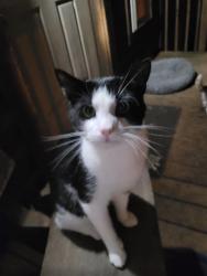 Lost Male Cat last seen Browning Rd, Enoree, Spartanburg County, SC 29335