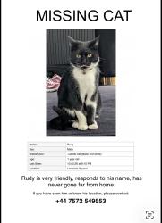 Lost Male Cat last seen Lonsdale square , Greater London, England N1 0LR