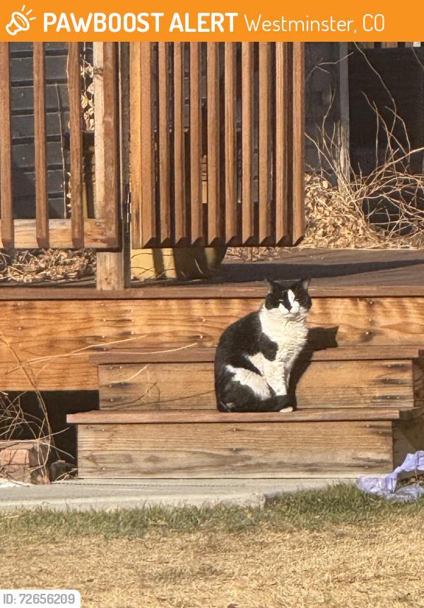 Found/Stray Unknown Cat last seen W 90th Dr, Westminster, CO 80003