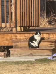 Found/Stray Unknown Cat last seen W 90th Dr, Westminster, CO 80003
