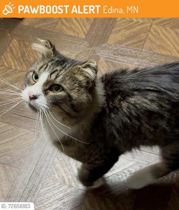 Found/Stray Male Cat last seen Near and londonderry, Edina, MN 55436