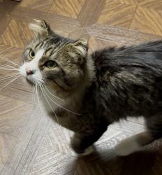 Found/Stray Male Cat last seen Near and londonderry, Edina, MN 55436