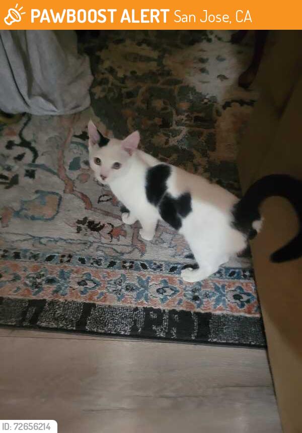 Found/Stray Male Cat last seen In the bike lane on the side of the road closest to Mcdonalds. It's about 50 meters after Westgrove Lane if you're turning right off Westgrove Lane onto South White Road., San Jose, CA 95148