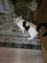 Found/Stray Male Cat last seen In the bike lane on the side of the road closest to Mcdonalds. It's about 50 meters after Westgrove Lane if you're turning right off Westgrove Lane onto South White Road., San Jose, CA 95148