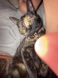 Lost Female Cat last seen Paradise Meadow Ln before Skyline Ranch on Paradise ests Paradise Mountain Rd, Valley Center, CA 92082