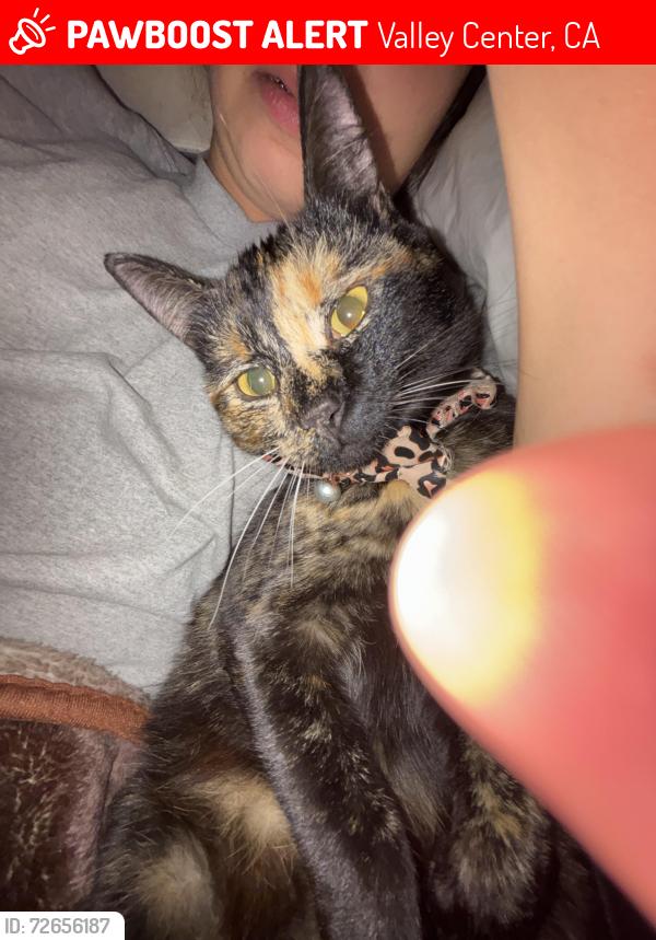Lost Female Cat last seen Paradise Meadow Ln before Skyline Ranch on Paradise ests Paradise Mountain Rd, Valley Center, CA 92082