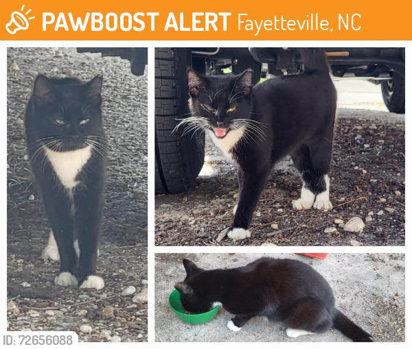 Found/Stray Female Cat last seen Santa Fe & Yadkin, Fayetteville, NC 28303