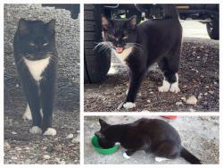 Found/Stray Female Cat last seen Santa Fe & Yadkin, Fayetteville, NC 28303