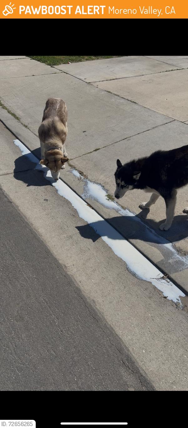 Found/Stray Unknown Dog last seen Carolyn Ave , Moreno Valley, CA 92553