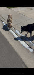 Found/Stray Unknown Dog last seen Carolyn Ave , Moreno Valley, CA 92553