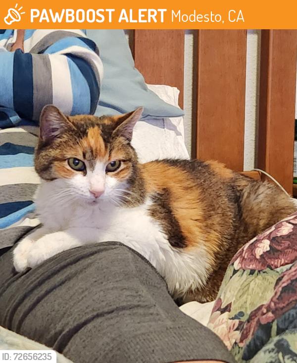 Found/Stray Female Cat last seen Village One neighborhood near Kodiak and Omega Way, Modesto, CA 95355