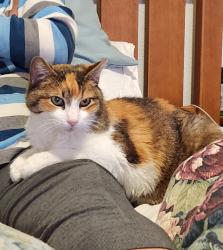 Found/Stray Female Cat last seen Village One neighborhood near Kodiak and Omega Way, Modesto, CA 95355